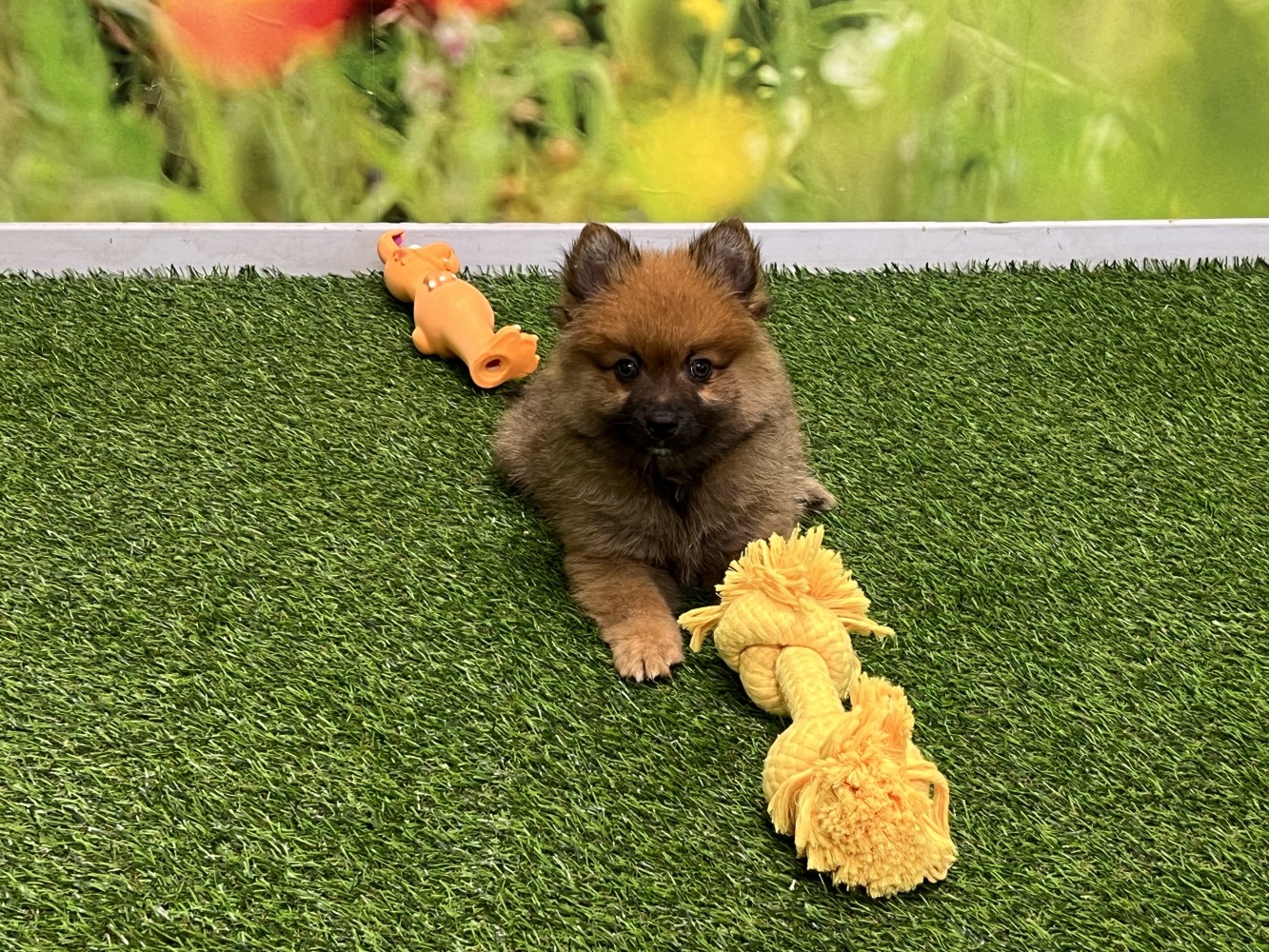 Miniature Spitz male Puppy for sale 002041114